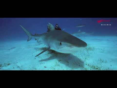 Tiger Beach Diving Liveaboard Dive Video
