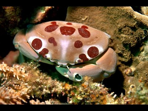 Sipadan Kapalai Dive Resort Video