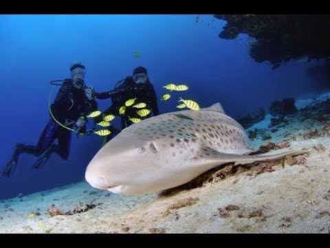 Diving in Maldives Video
