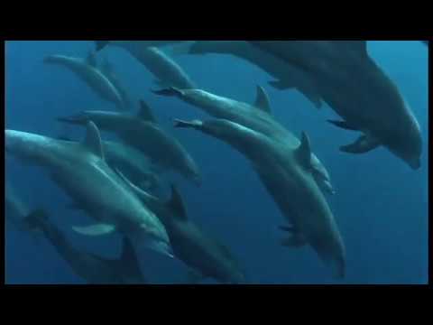 Diving in Sea of Cortez Video