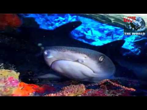 Diving in the Similan Islands Video