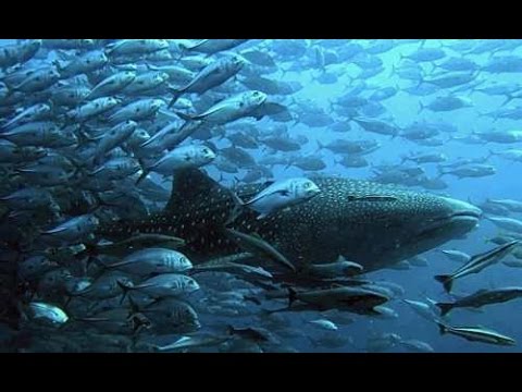 Diving in Myanmar Video