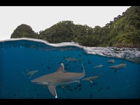 Diving in Cocos Video