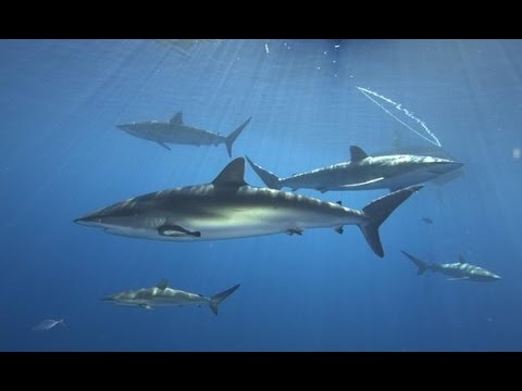 Diving in Cuba Video