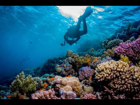 Wreck Diving in Egypt Video