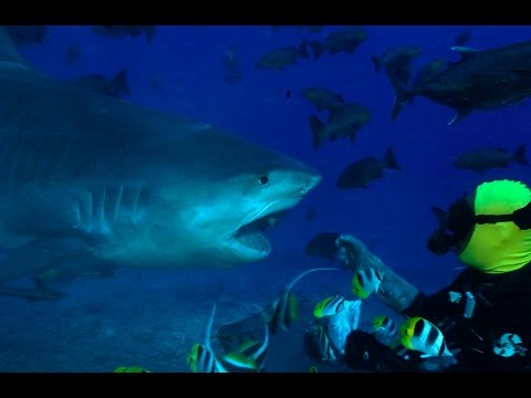 Fiji Shark Diving Video