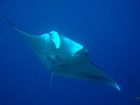 Diving in Komodo Video