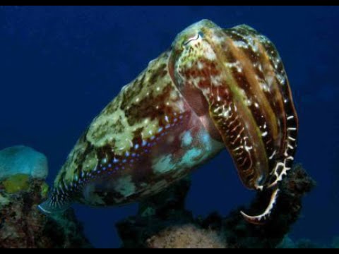 Diving at Osprey Reef Video