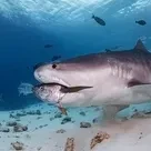 Click to enlarge image