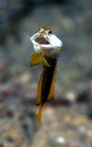Matt's favourite jawfish photo