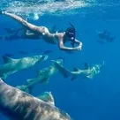 Click to enlarge image