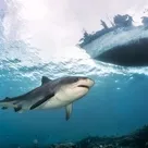 Click to enlarge image