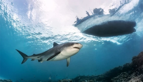 Fuvahmulah Dive Packages