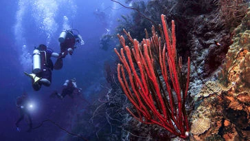 Select your scuba diving tours